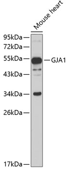 GJA1 Antibody