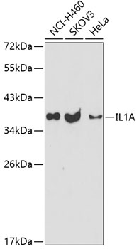 IL1A Antibody