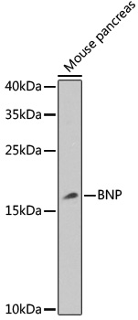 NPPB antibody