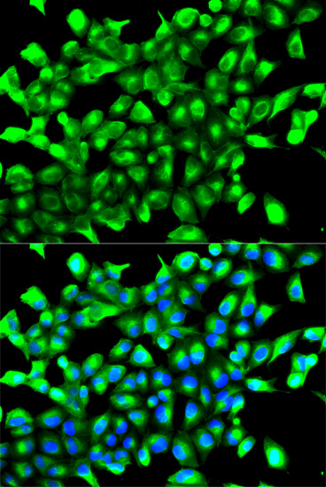 EGLN1 Antibody