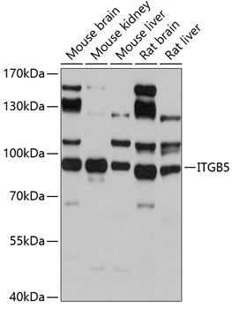 ITGB5 Antibody