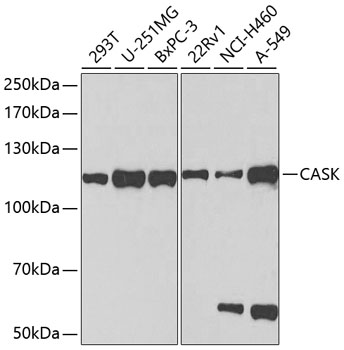 CASK Antibody