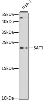 SAT1 antibody