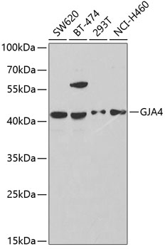 GJA4 Antibody