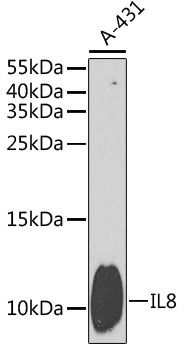 IL8 antibody