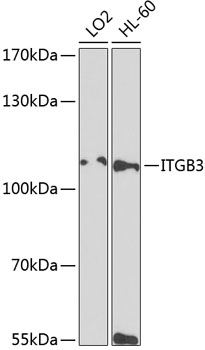 ITGB3 antibody