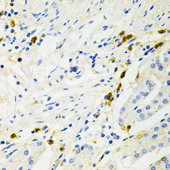 p65 Antibody