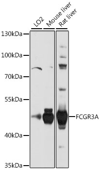 FCGR3A antibody