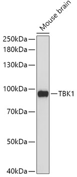 TBK1 Antibody