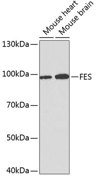 FES Antibody