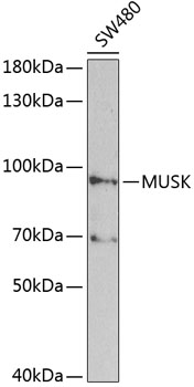 MUSK Antibody