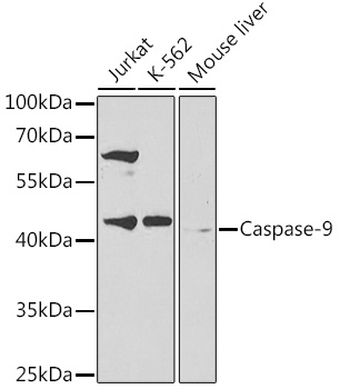 CASP9 antibody