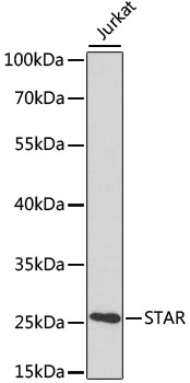 STAR Antibody