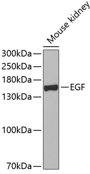 EGF antibody