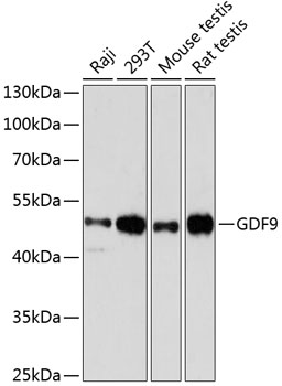 GDF9 antibody