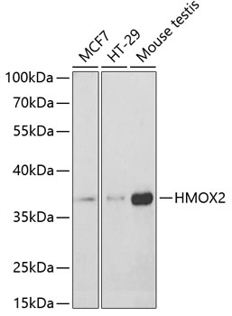 HMOX2 antibody