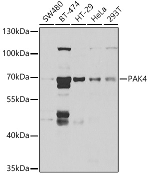 PAK4 antibody