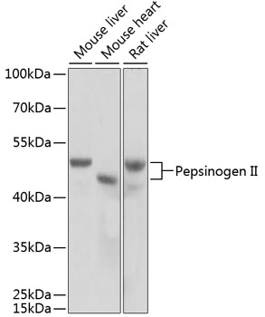 PGC antibody