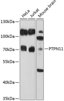 PTPN11 antibody