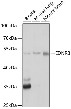 EDNRB antibody