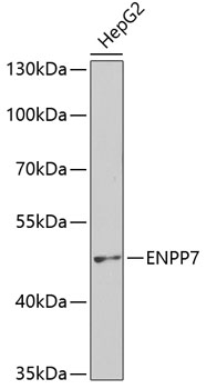 ENPP7 antibody