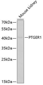 PTGER1 antibody