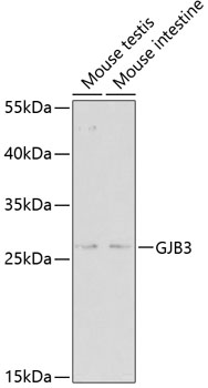 GJB3 antibody