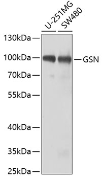 GSN antibody