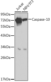 CASP10 antibody