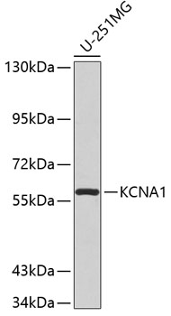 KCNA1 antibody