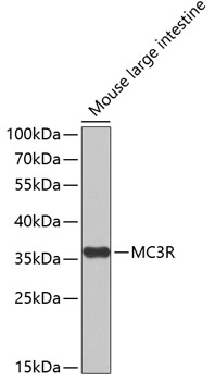 MC3R antibody