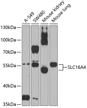 SLC16A4 antibody