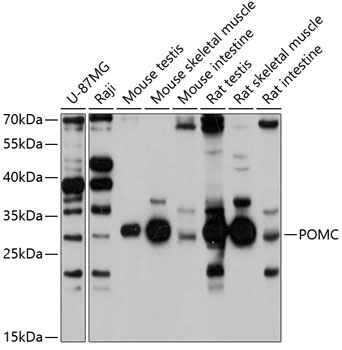 POMC antibody