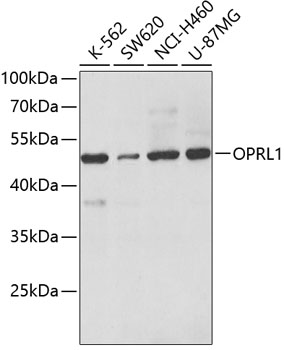 OPRL1 antibody