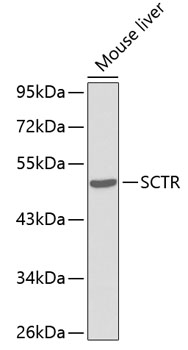 SCTR antibody