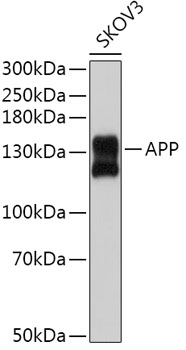 APP antibody