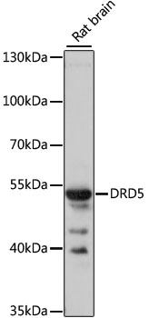 DRD5 antibody