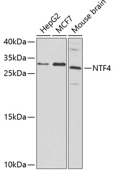 NTF4 antibody