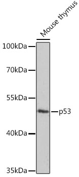 TP53 antibody