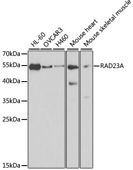 RAD23A antibody