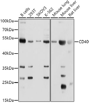 CD40 antibody