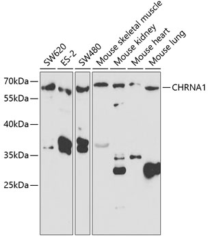 CHRNA1 Antibody