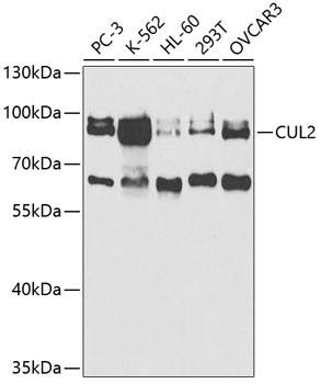 CUL2 Antibody