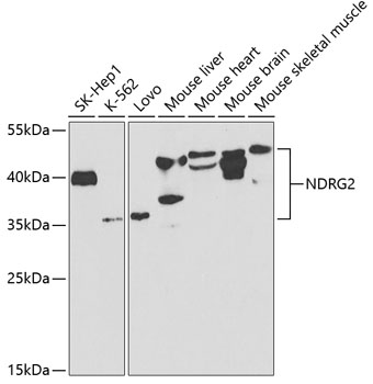 NDRG2 Antibody