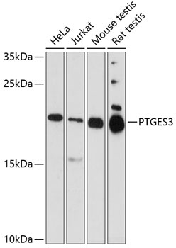 PTGES3 Antibody