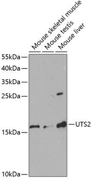 UTS2 Antibody