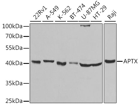 APTX Antibody