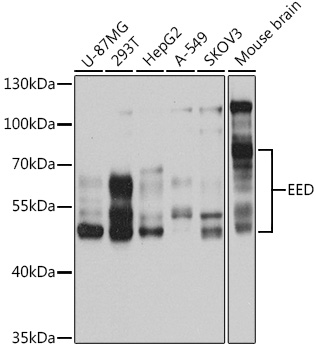 EED Antibody