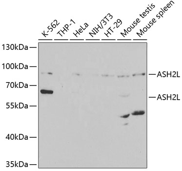 ASH2L Antibody