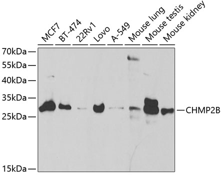 CHMP2B Antibody